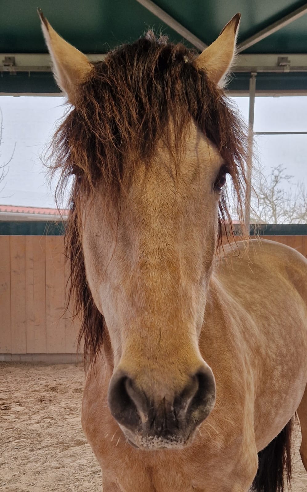 Therapiepferd in der pferdegestützten Therapie Kerstin Cermann